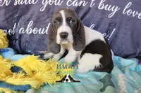 Maui, a male Basset Hound for sale in Mesa, AZ – 3 of 10