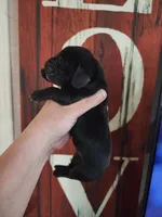 Patriot, a male Basset Hound for sale in Show Low, AZ – 2 of 8