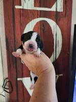 Hero, a male Basset Hound for sale in Show Low, AZ – 1 of 5