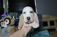Celestia blue eyes & lace ear, a female Basset Hound for sale in Show Low, AZ – 3 of 10