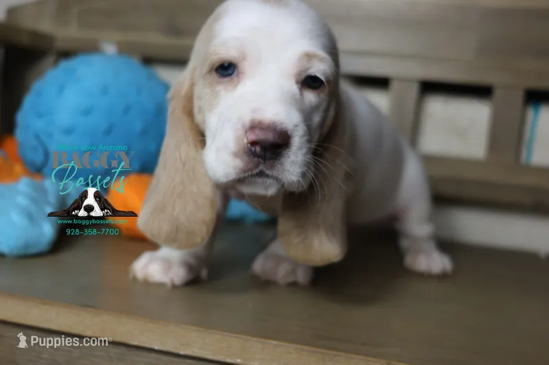 Twilight – Basset Hound puppy for sale in Show Low, AZ