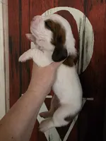 Tigress, a female Basset Hound for sale in Show Low, AZ – 7 of 8