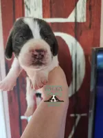 Maui, a male Basset Hound for sale in Mesa, AZ – 8 of 10