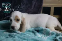 Flurry blue eyes & lace ear, a female Basset Hound for sale in Show Low, AZ – 6 of 10