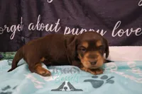 Curious George , a male Miniature Dachshund for sale in Mesa, AZ – 8 of 10
