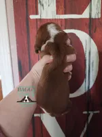 Simea, a female Basset Hound for sale in Mesa, AZ – 6 of 8