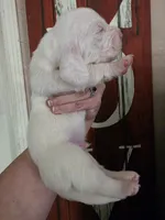 Lucky Flickerman lace ears& blue eyes, a male Basset Hound for sale in Show Low, AZ – 6 of 10