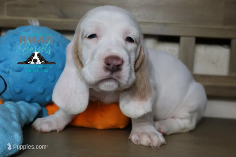 Cadence  – Basset Hound puppy on hold in Show Low, AZ