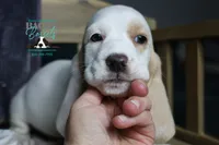 Flurry blue eyes & lace ear, a female Basset Hound for sale in Show Low, AZ – 7 of 10