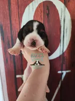 Sina, a female Basset Hound for sale in Mesa, AZ – 8 of 8