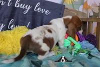 Tahiti, a female Basset Hound for sale in Mesa, AZ – 10 of 10