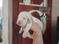 Cadence , a male Basset Hound for sale in Show Low, AZ – 2 of 10