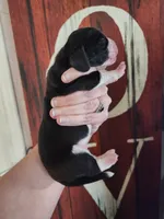 Hero, a male Basset Hound for sale in Show Low, AZ – 5 of 5