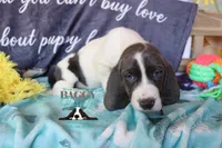 Maui, a male Basset Hound for sale in Mesa, AZ – 8 of 10