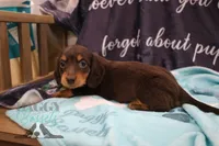 Penny, a female Miniature Dachshund for sale in Mesa, AZ – 2 of 10