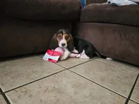 Sally May, a female Basset Hound for sale in Show Low, AZ – 2 of 10
