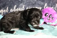 Daisy, a female Miniature Schnauzer and Cavalier King Charles Spaniel for sale in Show Low, AZ – 4 of 10