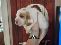 Spike, a male Basset Hound for sale in Show Low, AZ – 2 of 9
