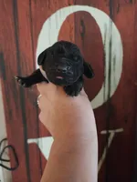 Justice, a male Basset Hound for sale in Show Low, AZ – 3 of 6