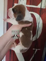 Pua, a female Basset Hound for sale in Mesa, AZ – 3 of 8