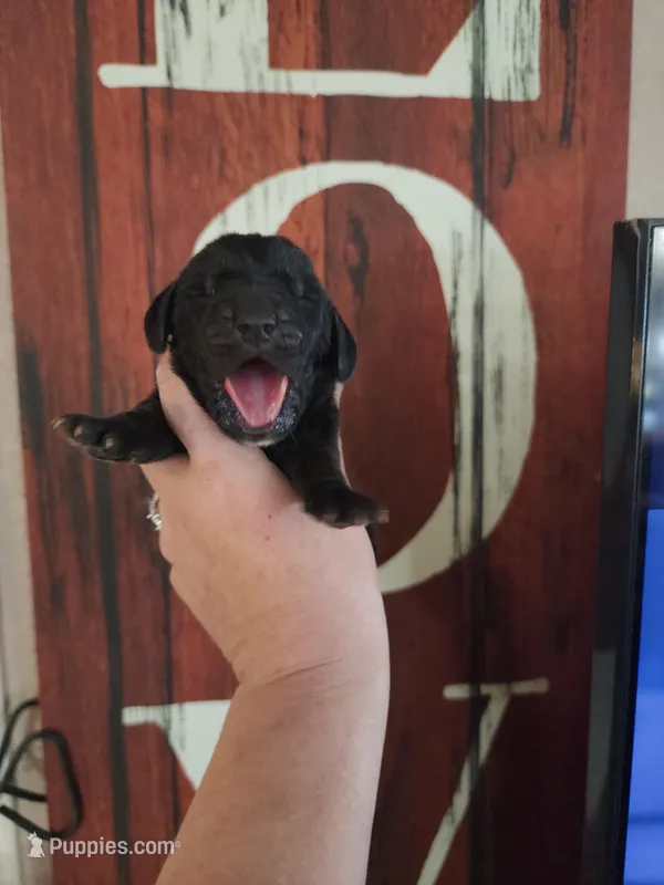 Patriot – Basset Hound puppy for sale in Show Low, AZ