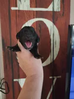 Patriot, a male Basset Hound for sale in Show Low, AZ – 1 of 8