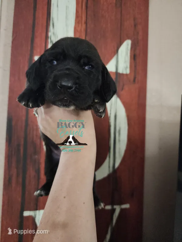 Valor – Basset Hound puppy for sale in Show Low, AZ