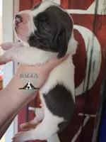 Maui, a male Basset Hound for sale in Mesa, AZ – 6 of 10