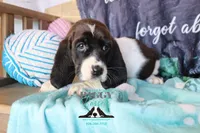 Moana, a female Basset Hound for sale in Show Low, AZ – 4 of 10