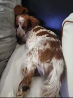 Ginny, a female Miniature Dachshund for sale in Show Low, AZ – 2 of 7