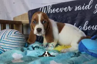 Tahiti, a female Basset Hound for sale in Mesa, AZ – 5 of 10