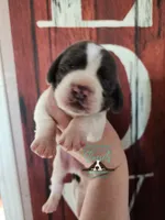 Maui, a male Basset Hound for sale in Mesa, AZ – 3 of 10