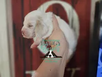 Flurry, a female Basset Hound for sale in Show Low, AZ – 2 of 8