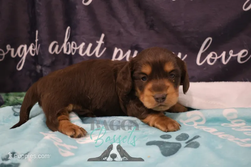 Curious George  – Miniature Dachshund puppy for sale in Mesa, AZ