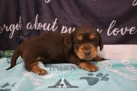 Curious George , a male Miniature Dachshund for sale in Mesa, AZ – 1 of 10