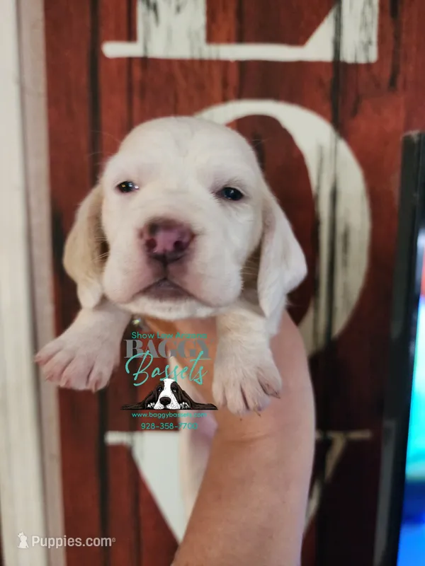 Celestia – Basset Hound puppy for sale in Show Low, AZ