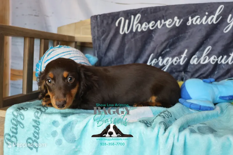 Penny – Miniature Dachshund puppy for sale in Mesa, AZ