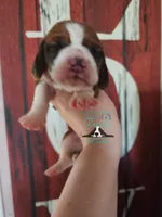Simea, a female Basset Hound for sale in Mesa, AZ – 7 of 8