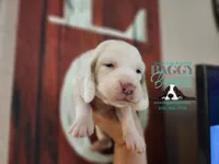 Cadence , a male Basset Hound for sale in Show Low, AZ – 10 of 10