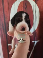 Sina, a female Basset Hound for sale in Mesa, AZ – 4 of 8