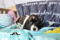 Moana, a female Basset Hound for sale in Show Low, AZ – 2 of 10