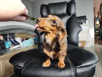 Lilly, a female Miniature Dachshund for sale in Show Low, AZ – 3 of 4