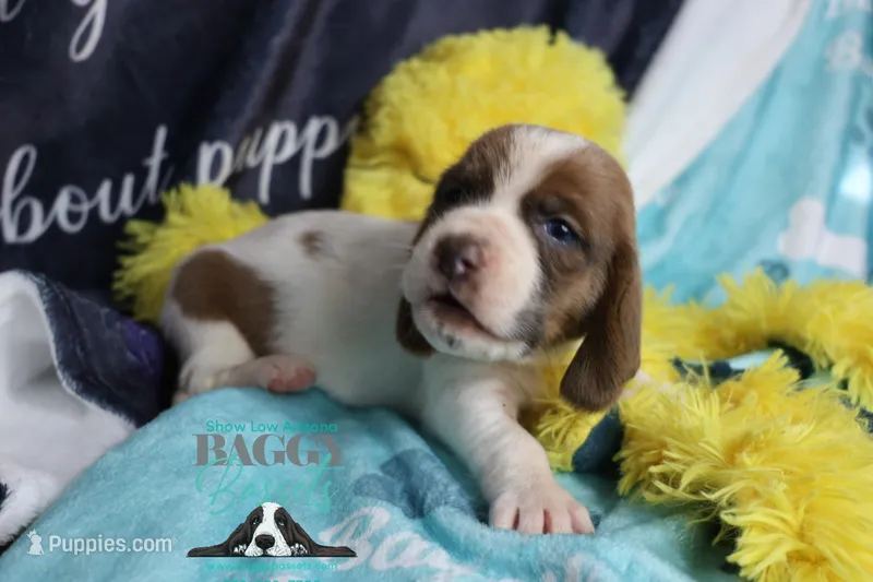 Tahiti – Basset Hound puppy for sale in Mesa, AZ