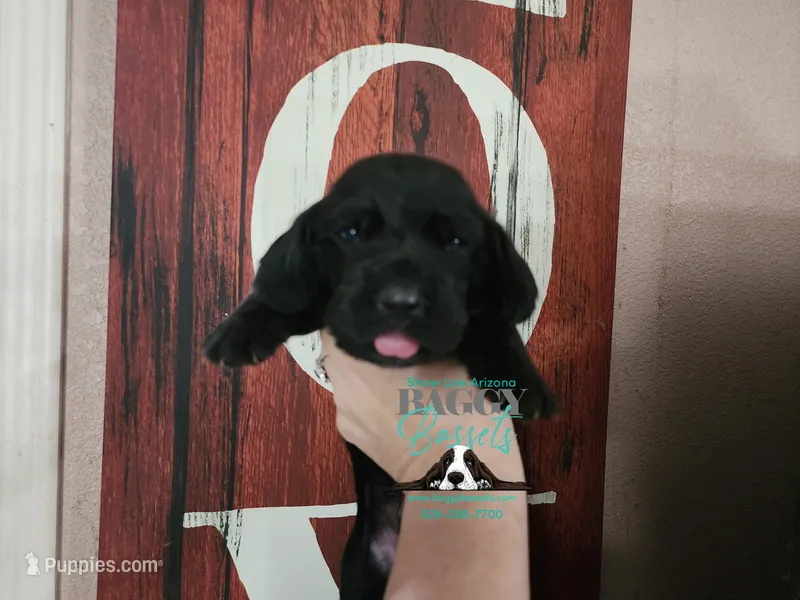 Justice – Basset Hound puppy for sale in Show Low, AZ