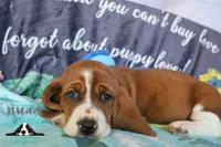 Simea, a female Basset Hound for sale in Mesa, AZ – 9 of 10