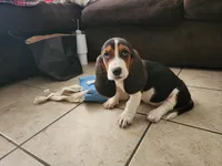Sally May, a female Basset Hound for sale in Show Low, AZ – 6 of 10
