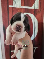 Maui, a male Basset Hound for sale in Mesa, AZ – 2 of 10