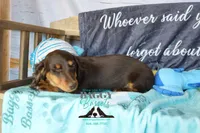 Penny, a female Miniature Dachshund for sale in Mesa, AZ – 3 of 10