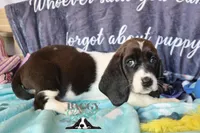 Moana, a female Basset Hound for sale in Show Low, AZ – 10 of 10