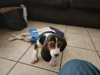 Sally May, a female Basset Hound for sale in Show Low, AZ – 7 of 10